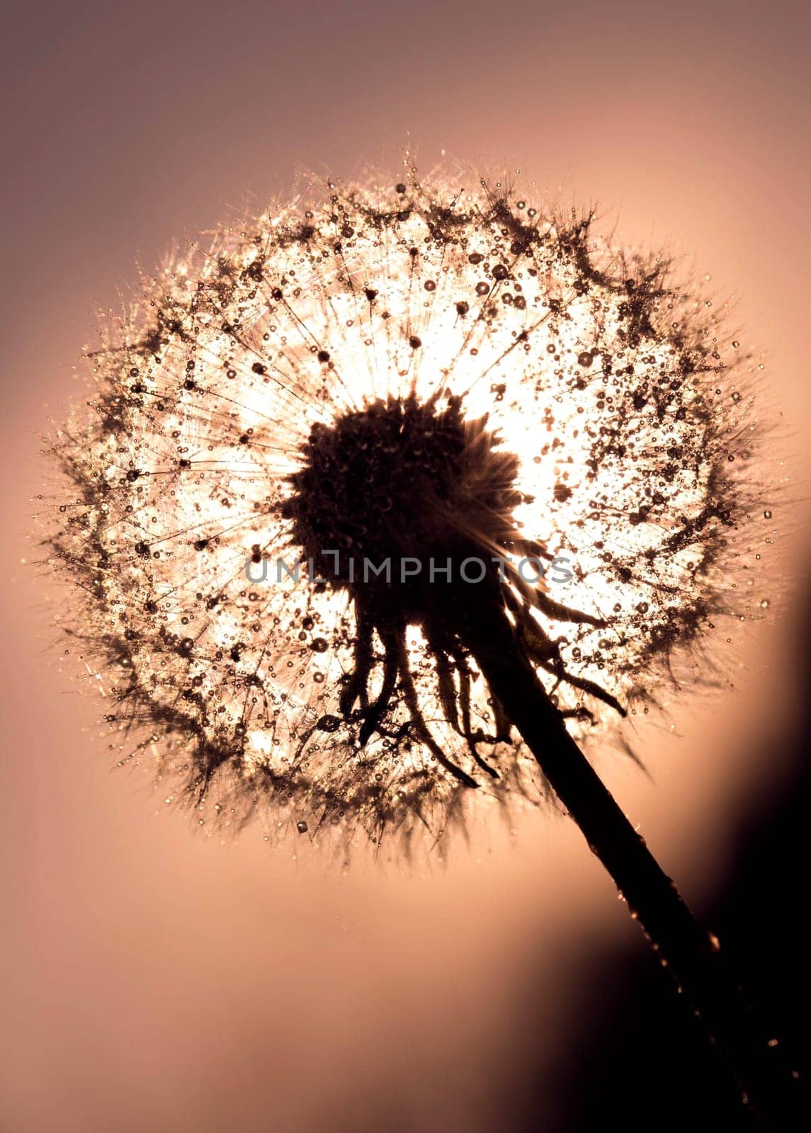 Pusteblume