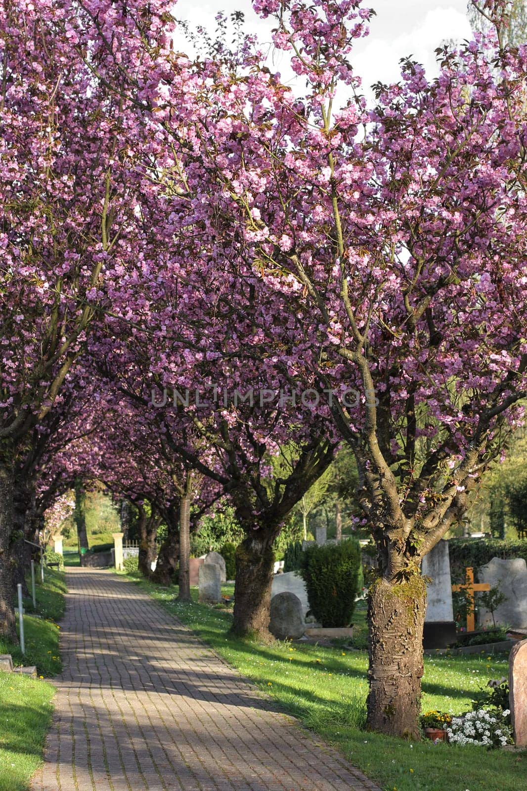 Alley with footpath