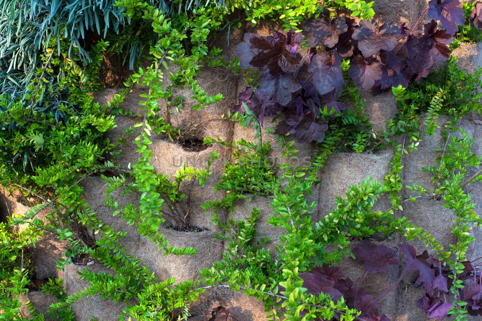 View of variuos plants in the vertical garden