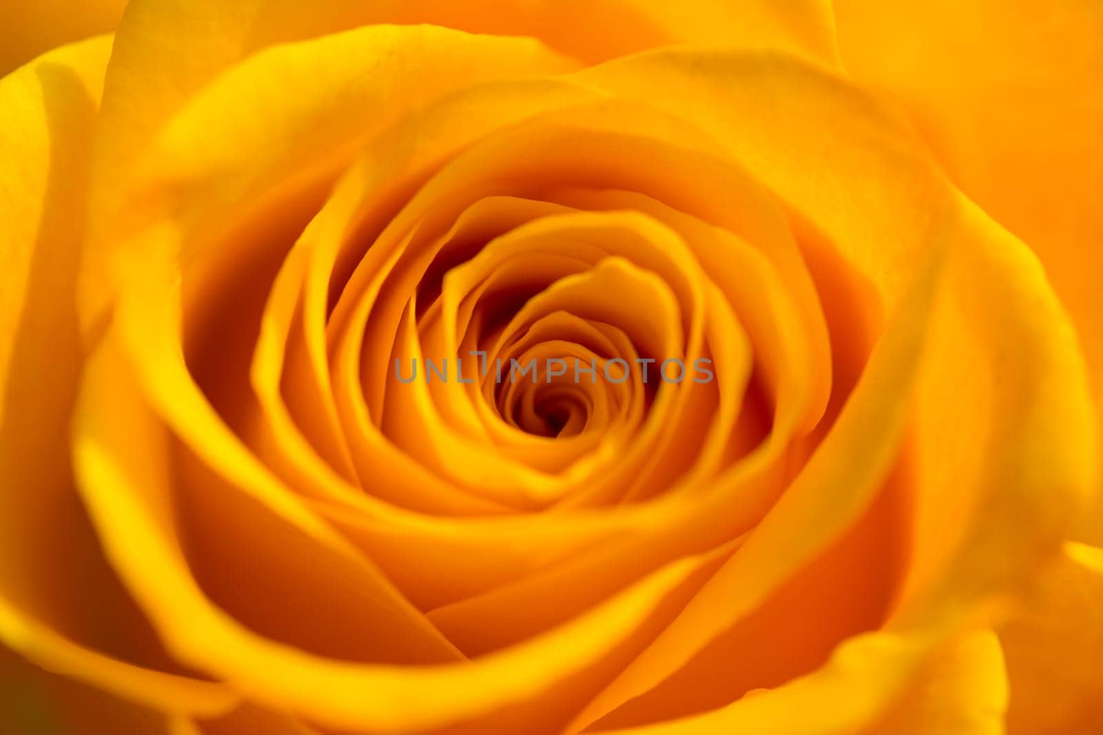 Detail of a single orange rose.