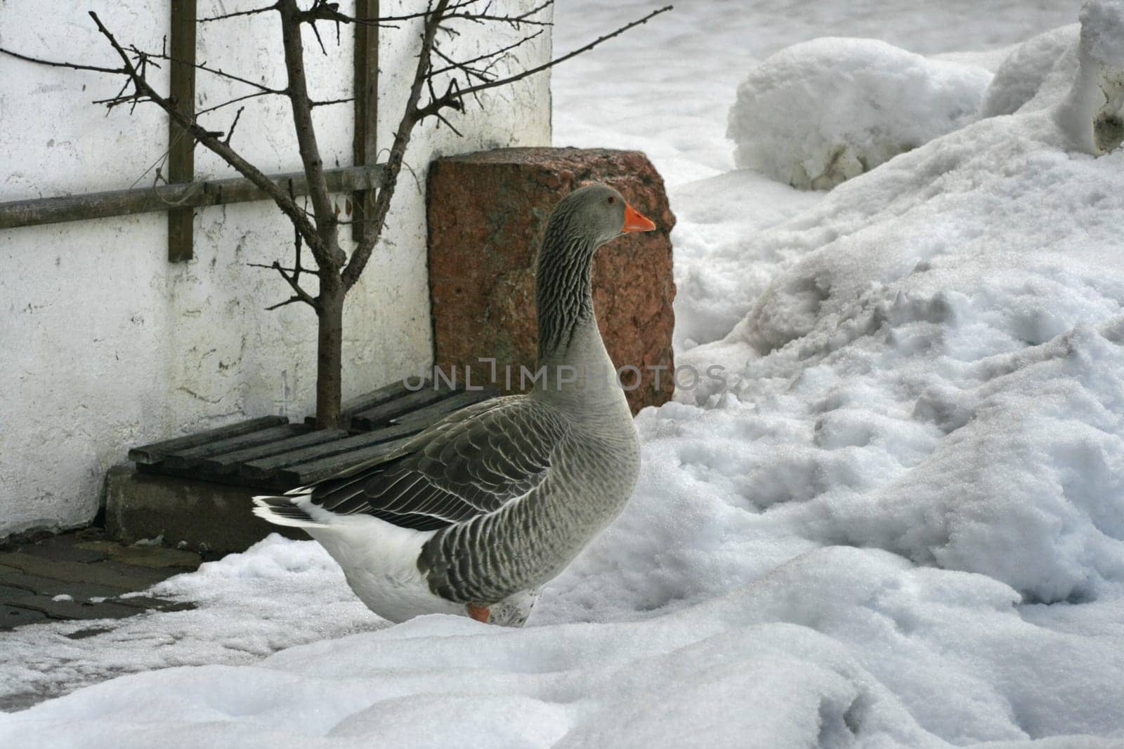 Grey goose from the side