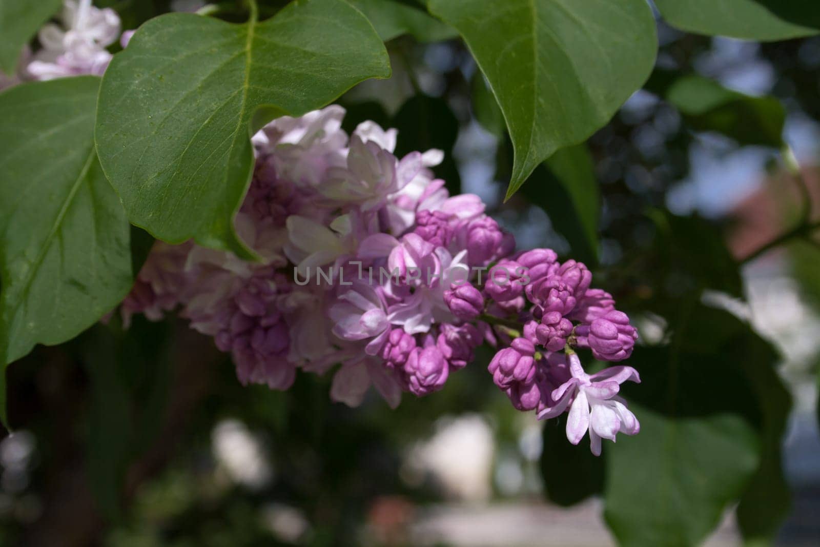 beautiful purple lilac blossom on a bush