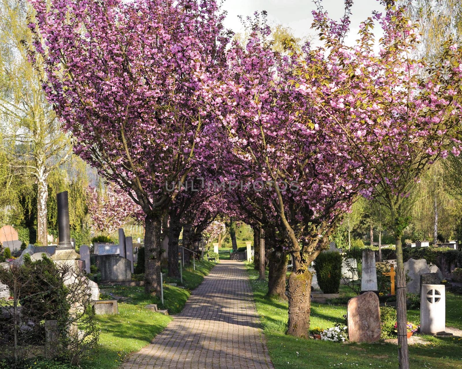 Alley with footpath