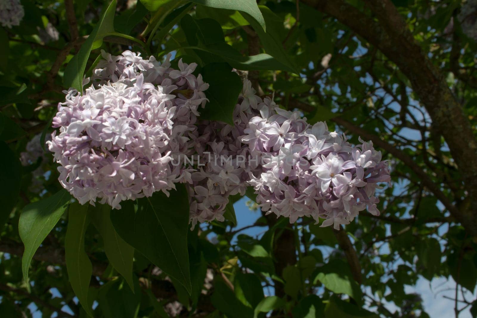 beautiful purple lilac blossom on a bush