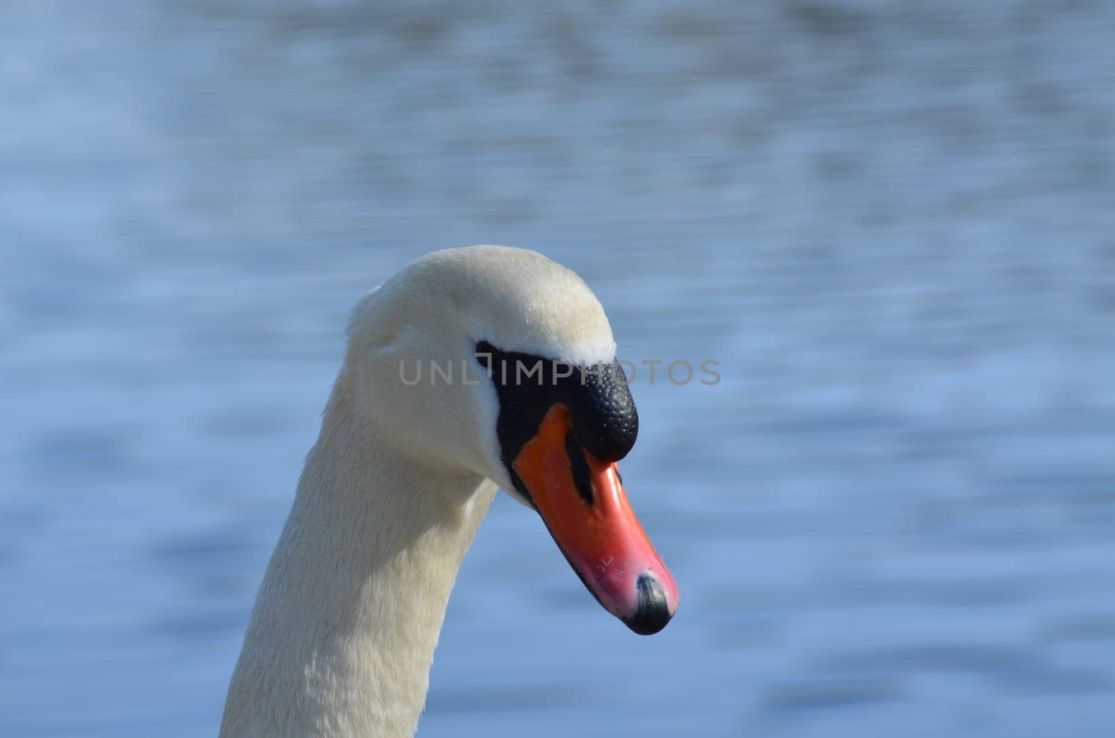 Swan head in the background water..