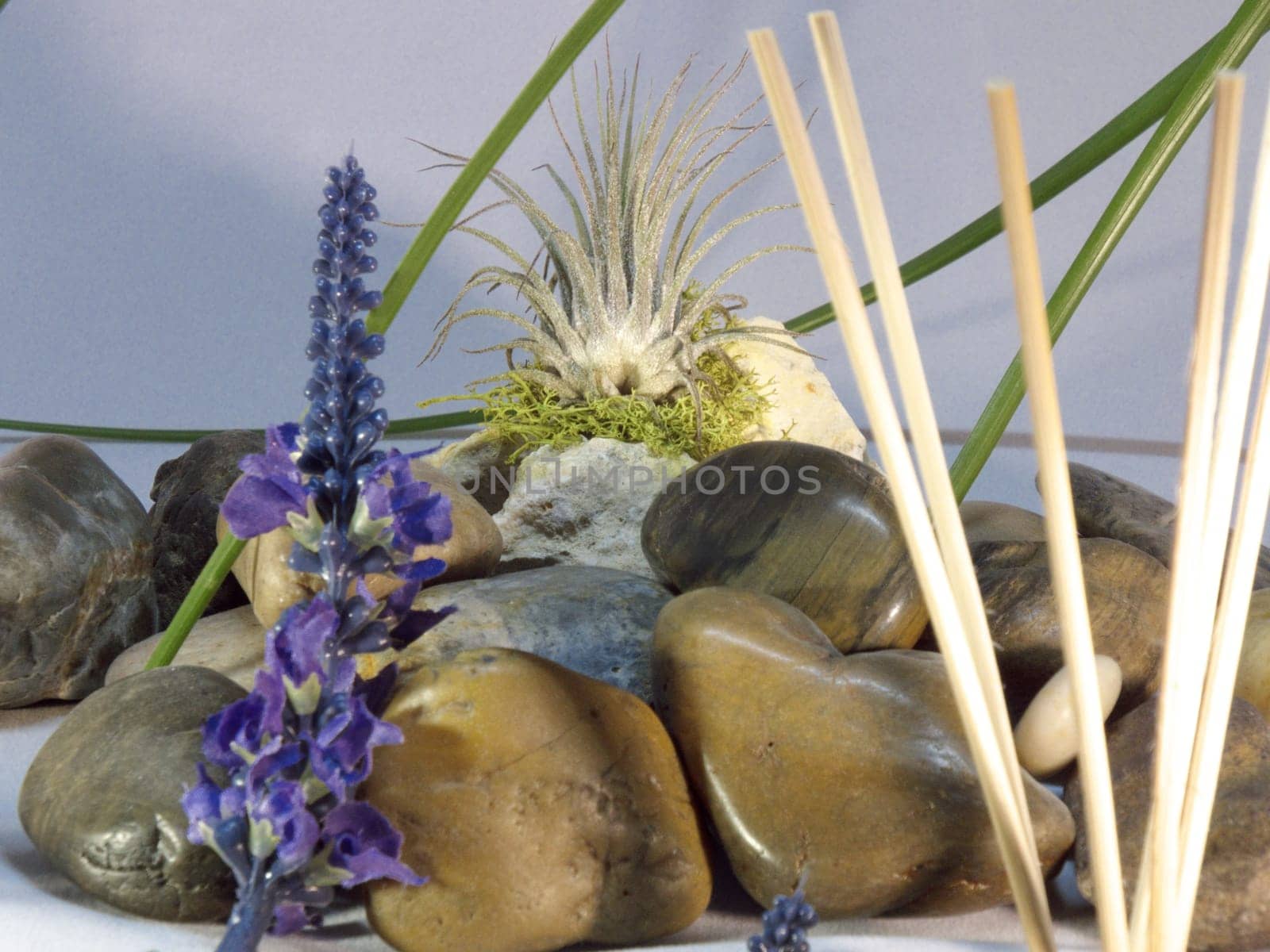 Cacti,flowers in piles of stones