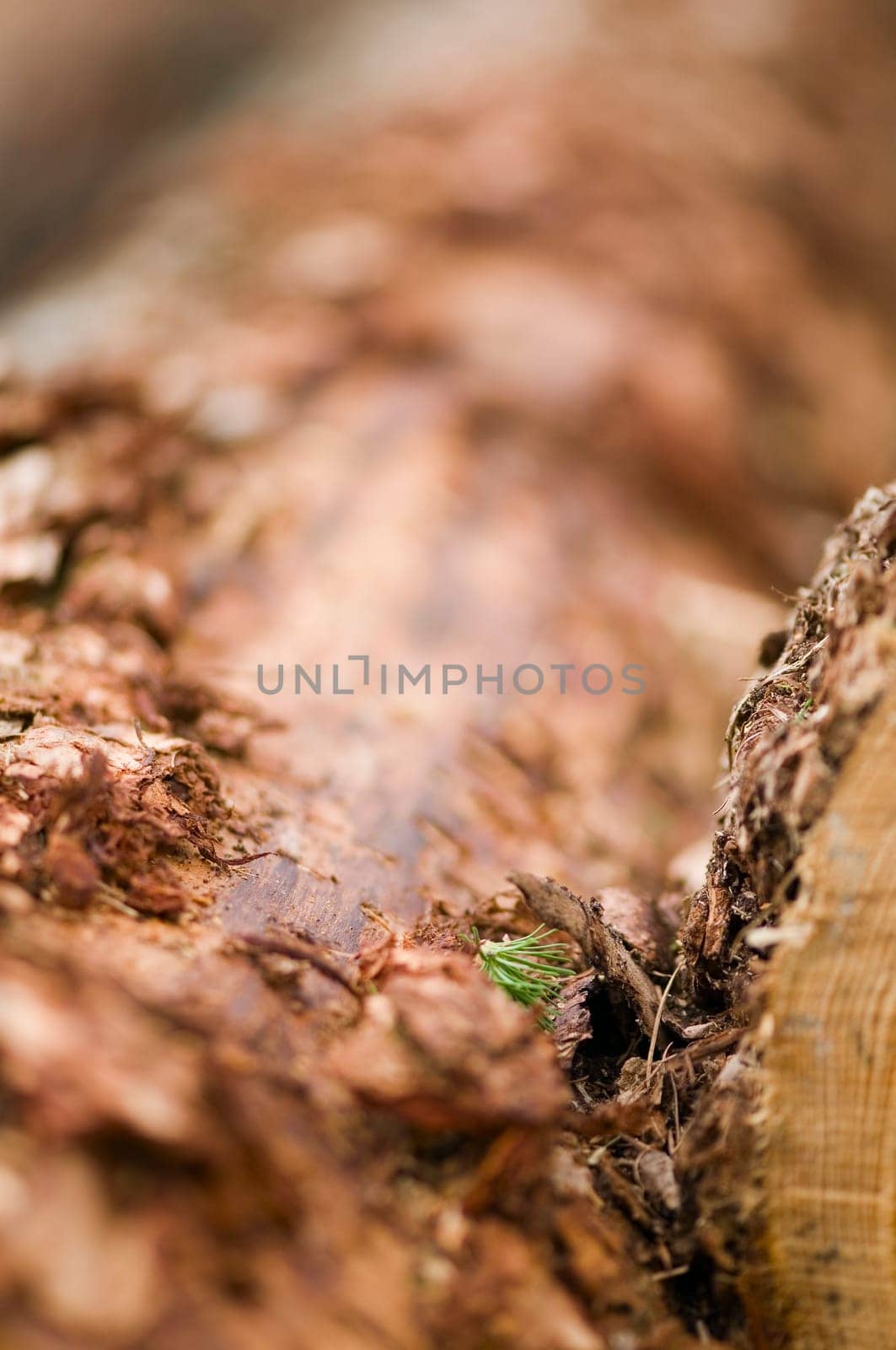 Close-up of a freshly felled tree trunk with fresh lout shoots in focus  Direction of view diagonally running backwards into the blur