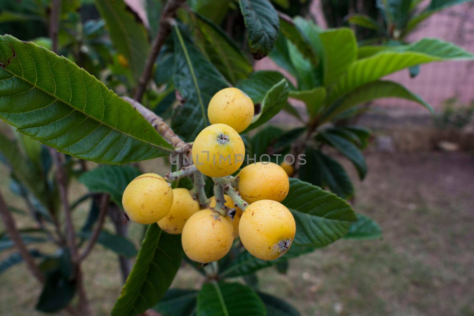 tree of  loquat with the fruits