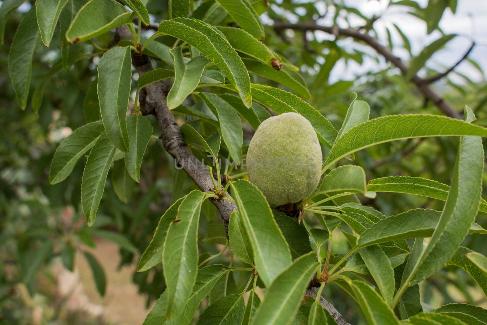 tree of almond tree with the fruits