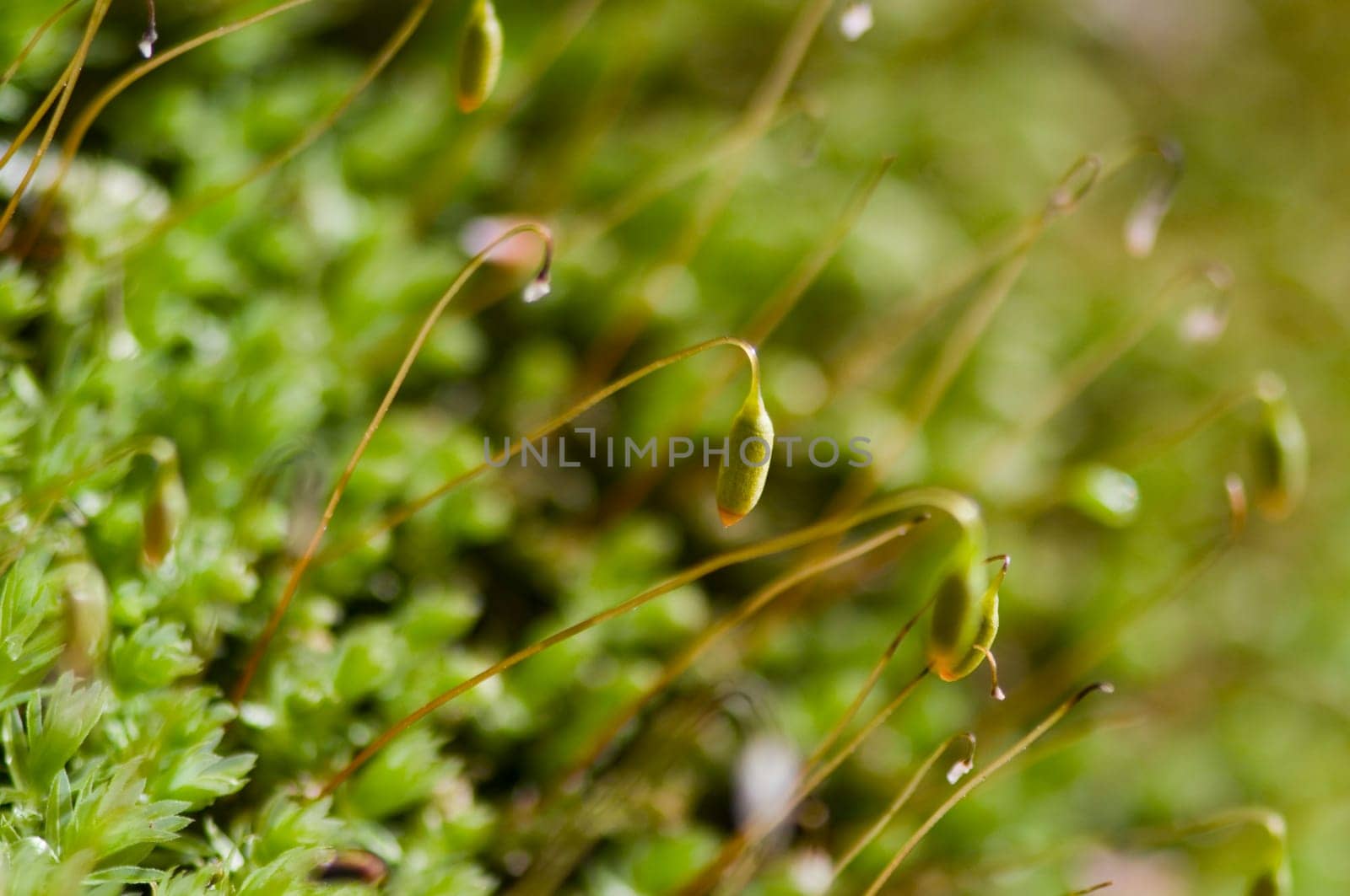 Macro view on fresh seed shoots of a moss plant in a natural environment