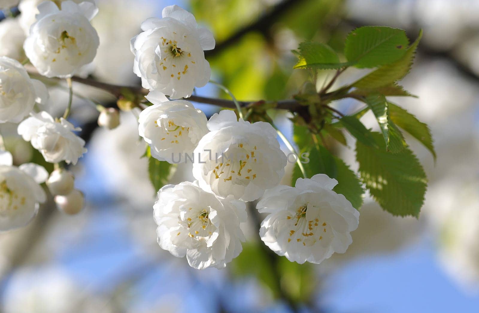 Cherry blossom