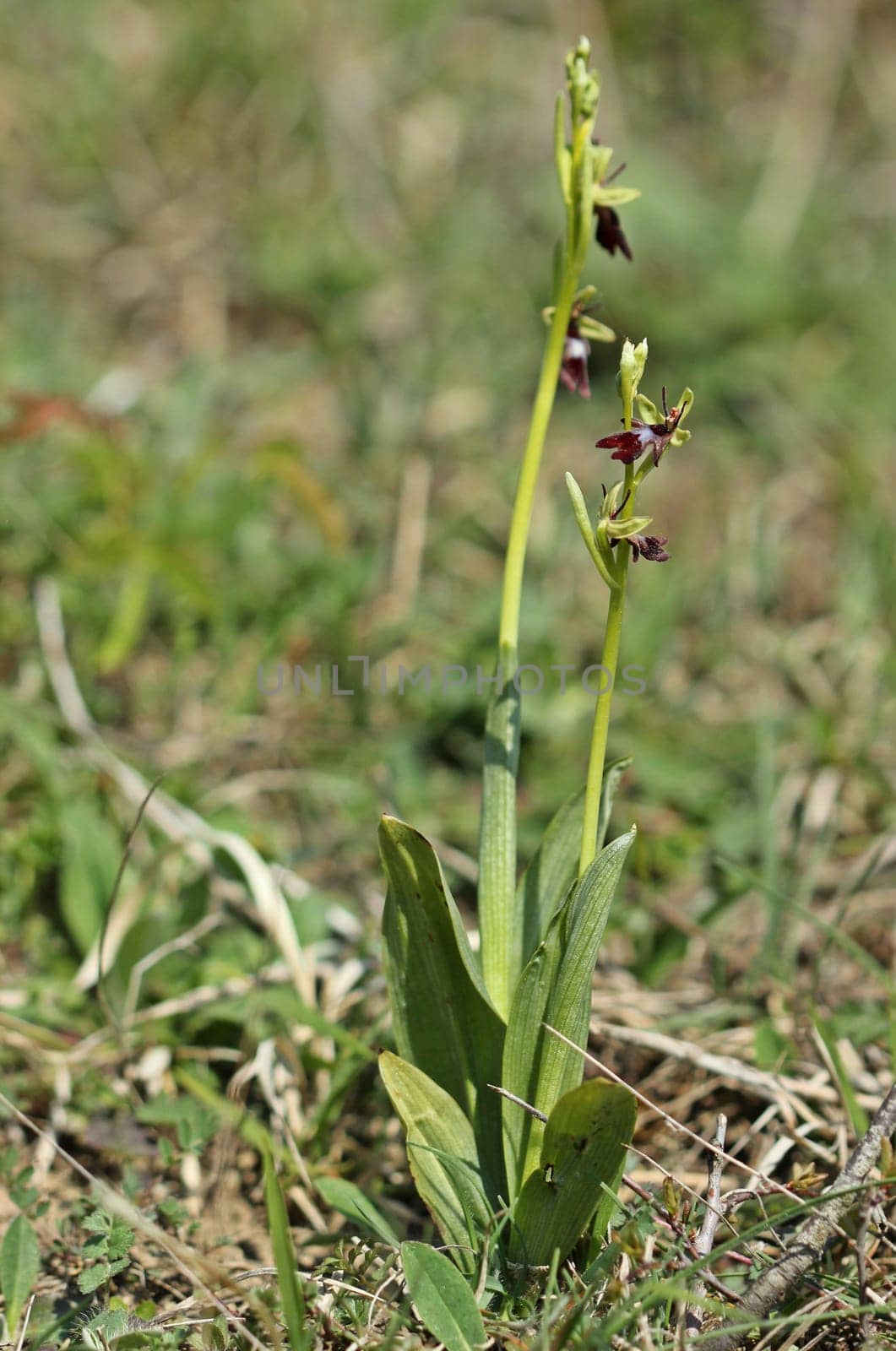 Fly Ragwurz (Ophrys insectifera)
