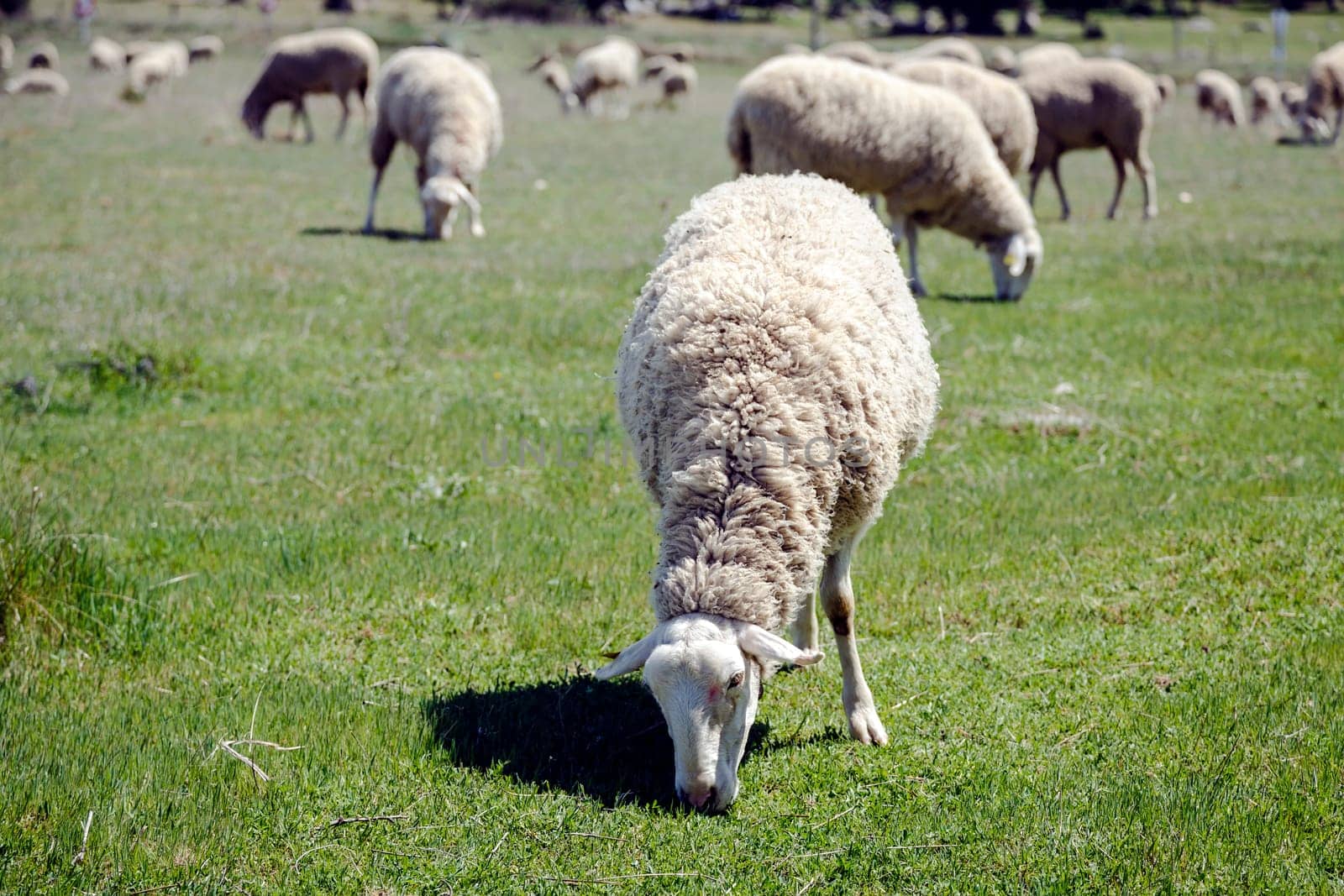 Farmland View of Sheep Grazing in a Green Field