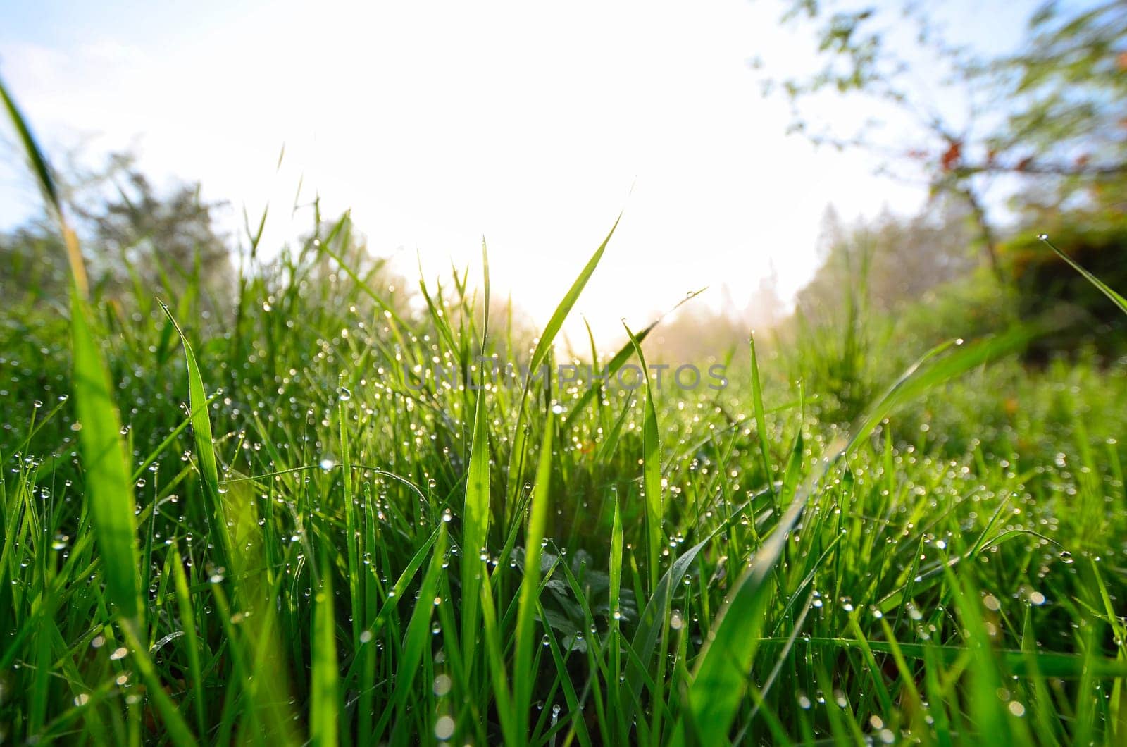 Spring morning dew meadow.
