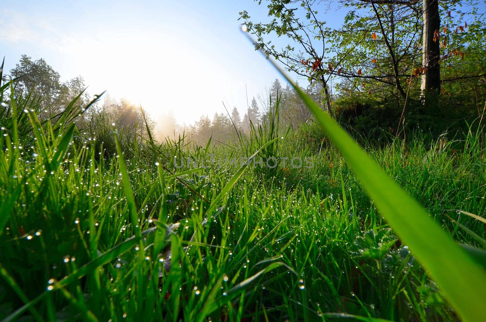 Spring morning dew meadow.