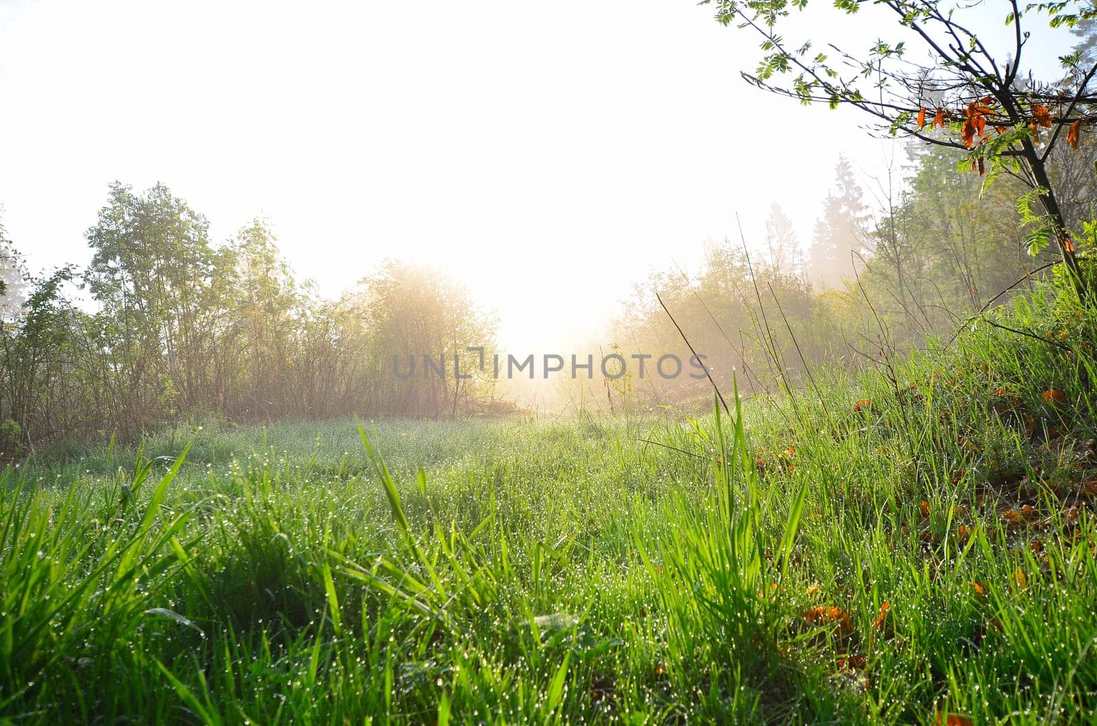 Spring morning dew meadow.