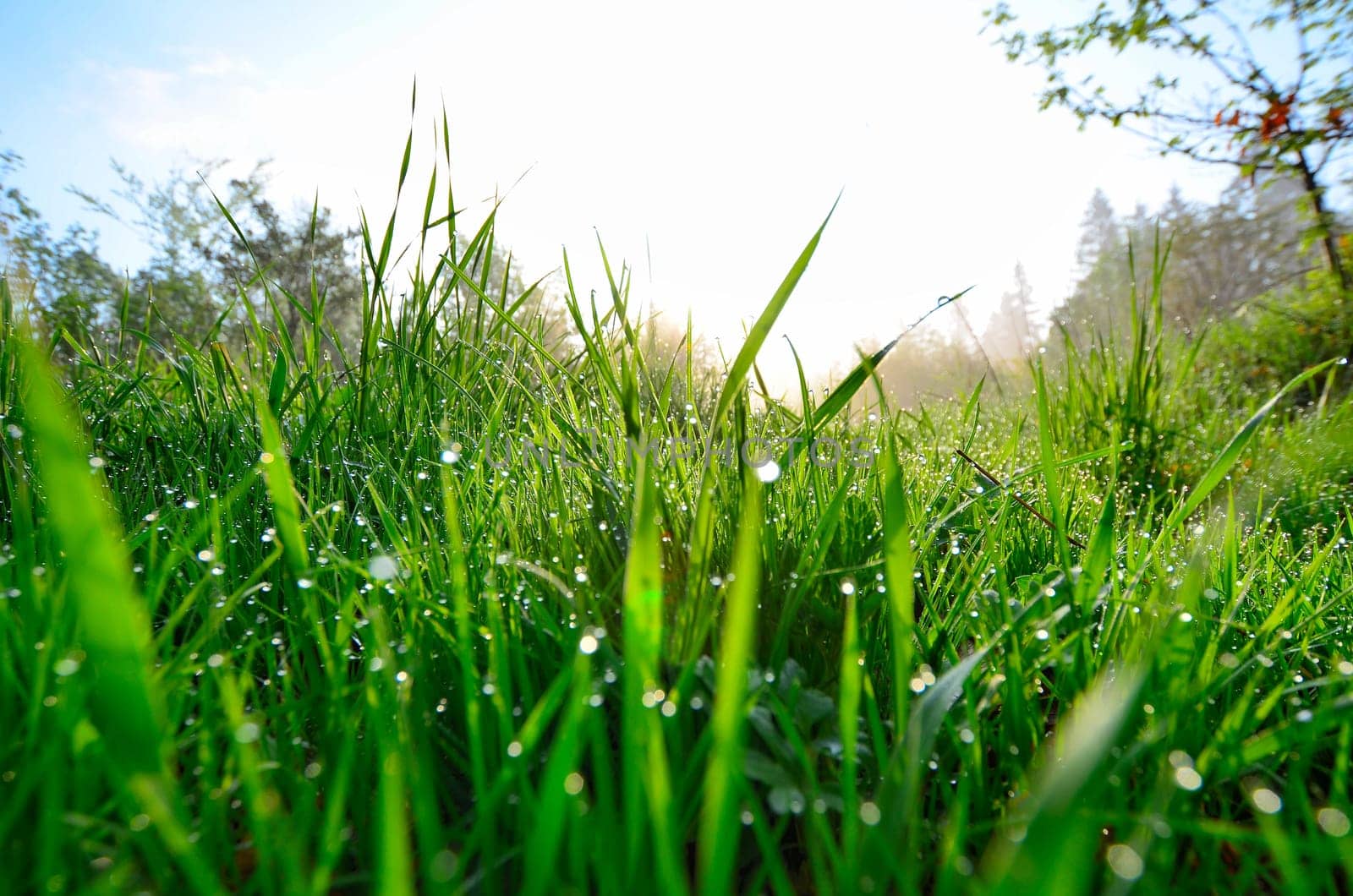 Spring morning dew meadow.