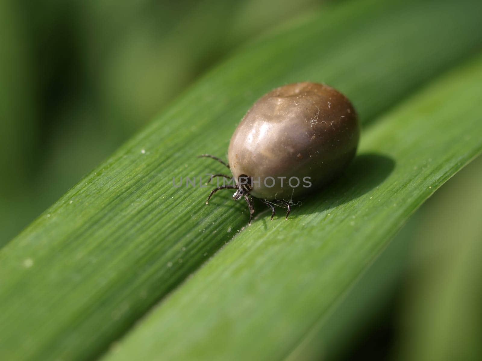 Tick