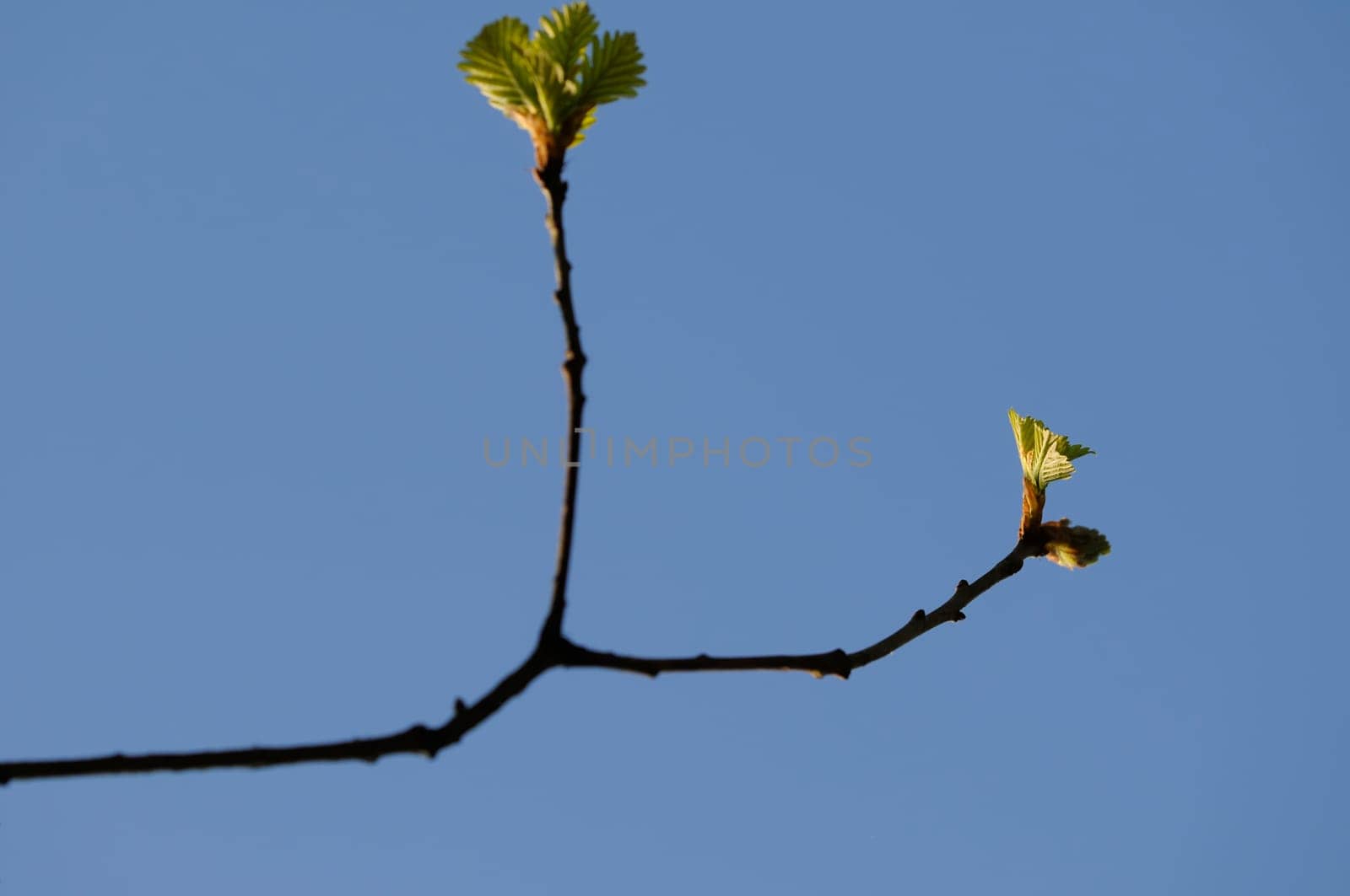 leaf buds