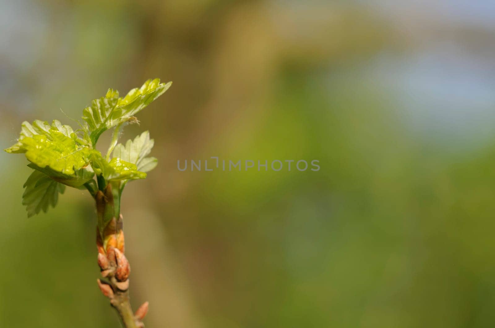 leaf buds