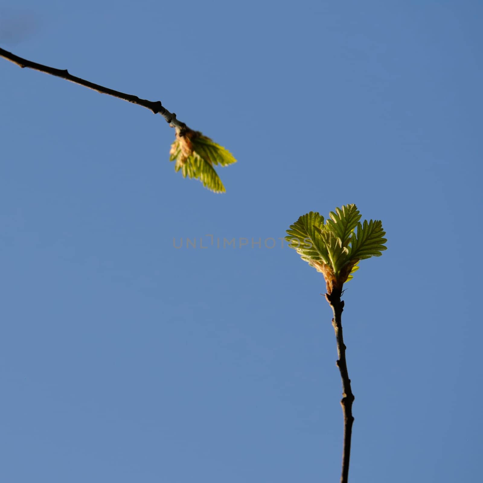 leaf buds
