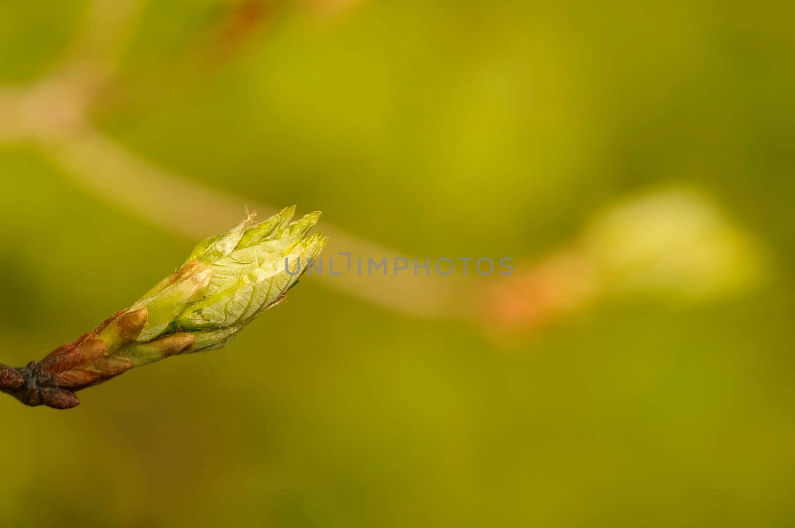 leaf buds
