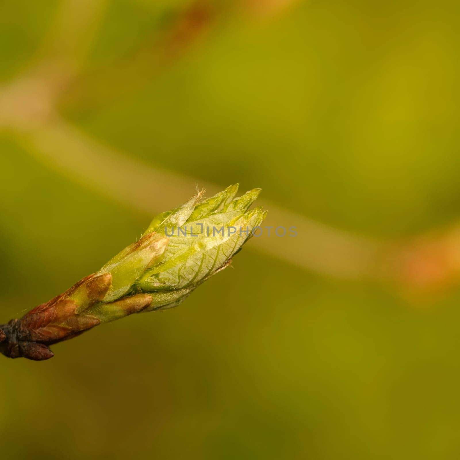 leaf buds