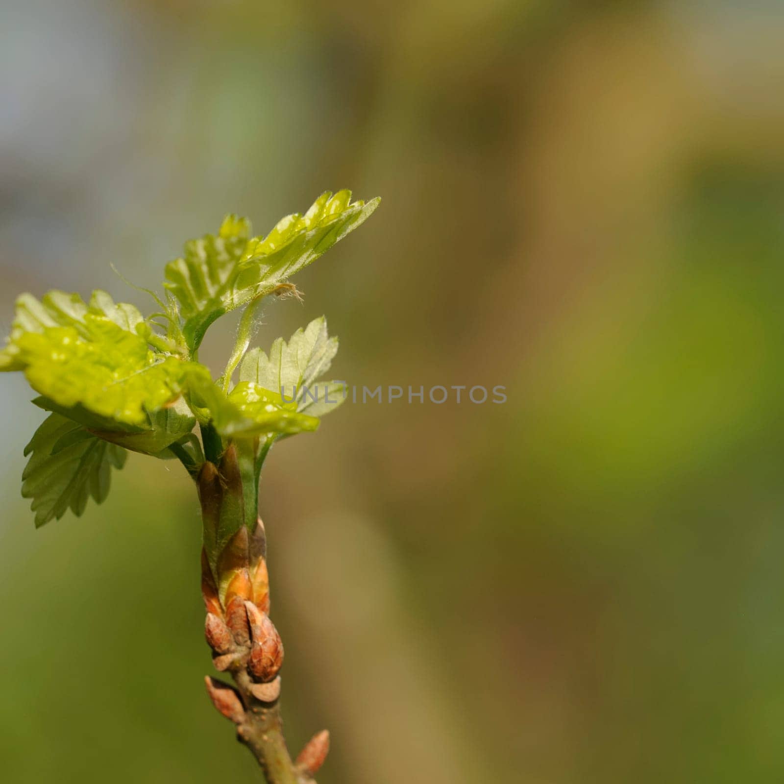 leaf buds