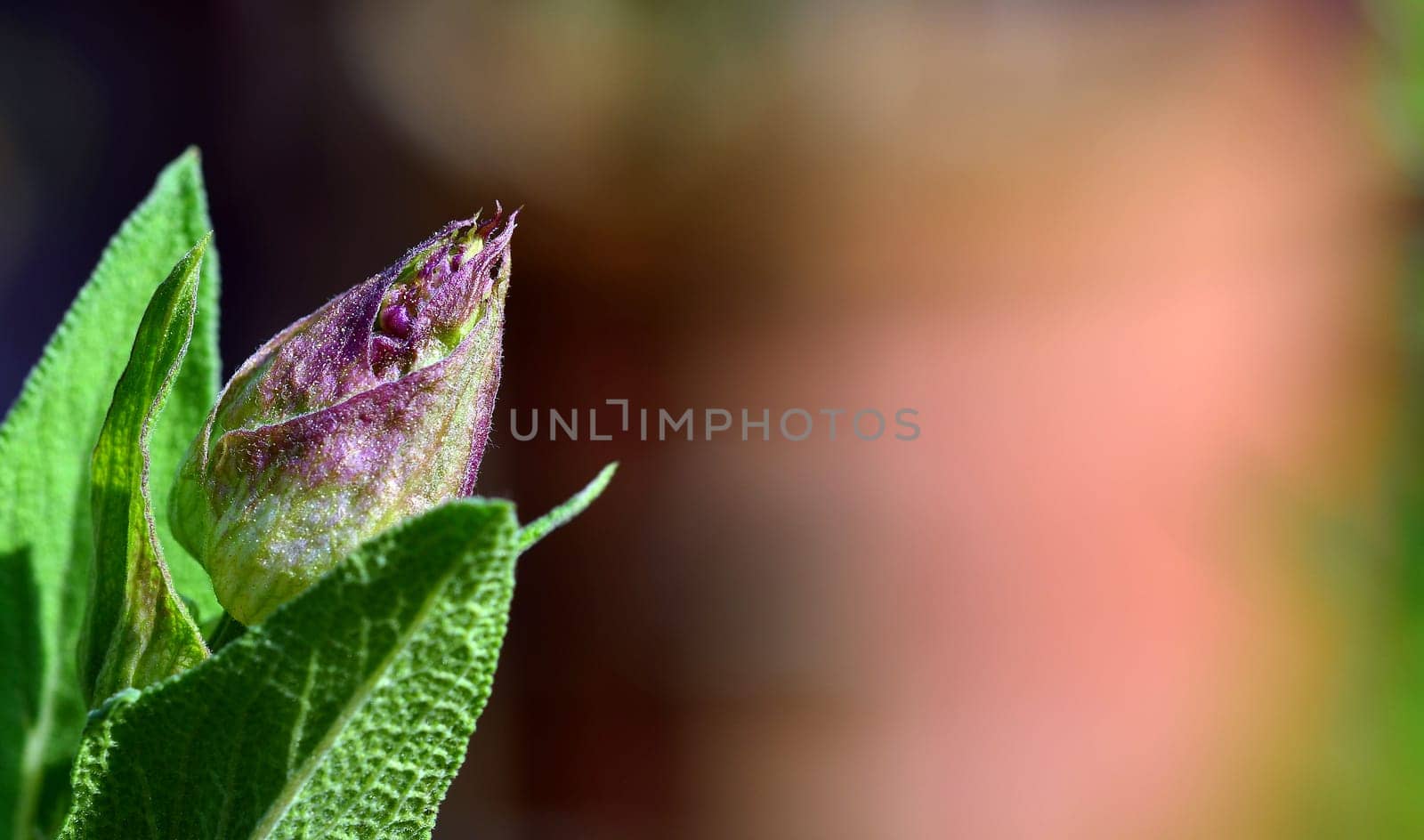 sage bud