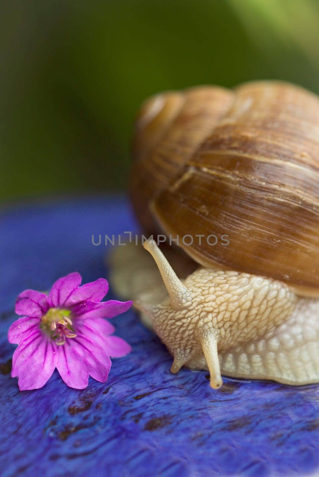 Snail