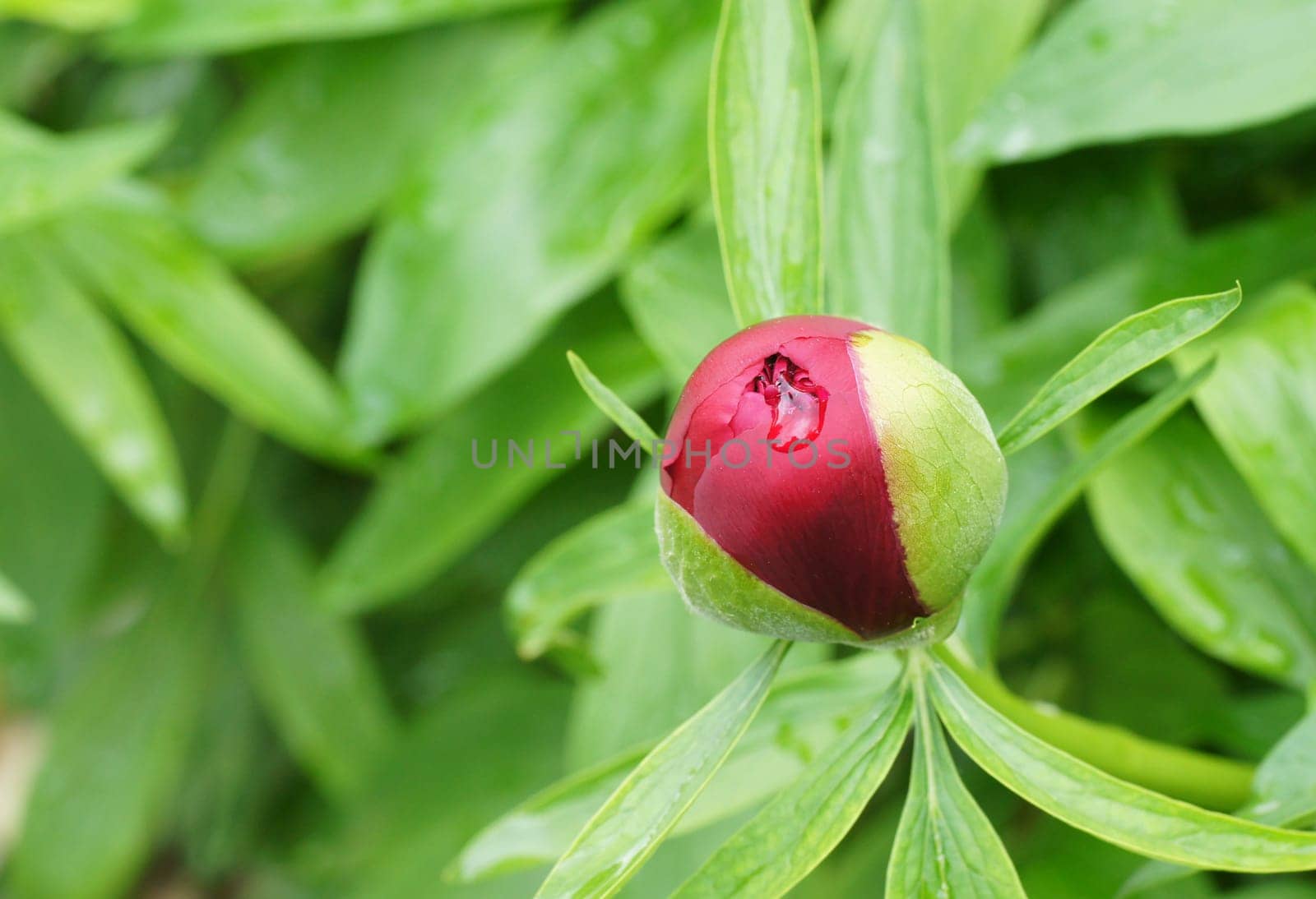 Red peony