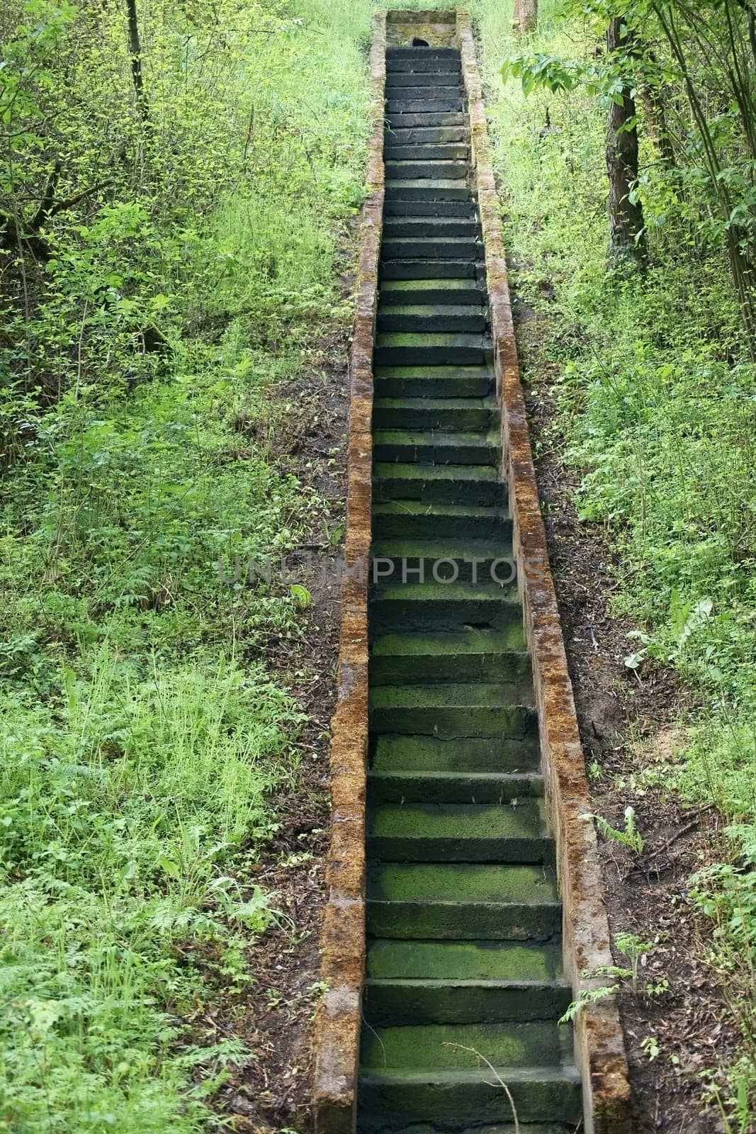 The photograph of stairs covered by algae and moss.