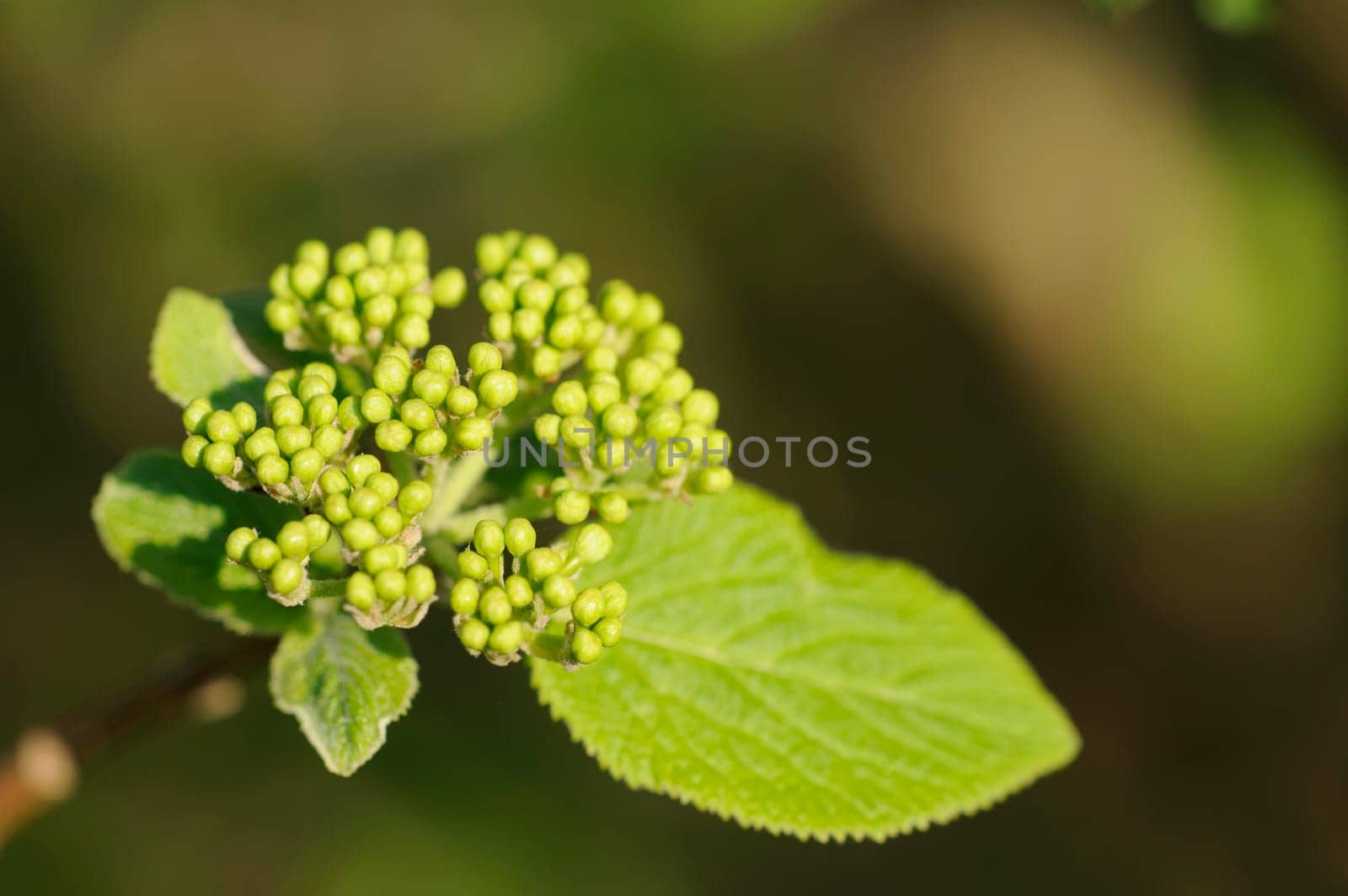 tree blossom