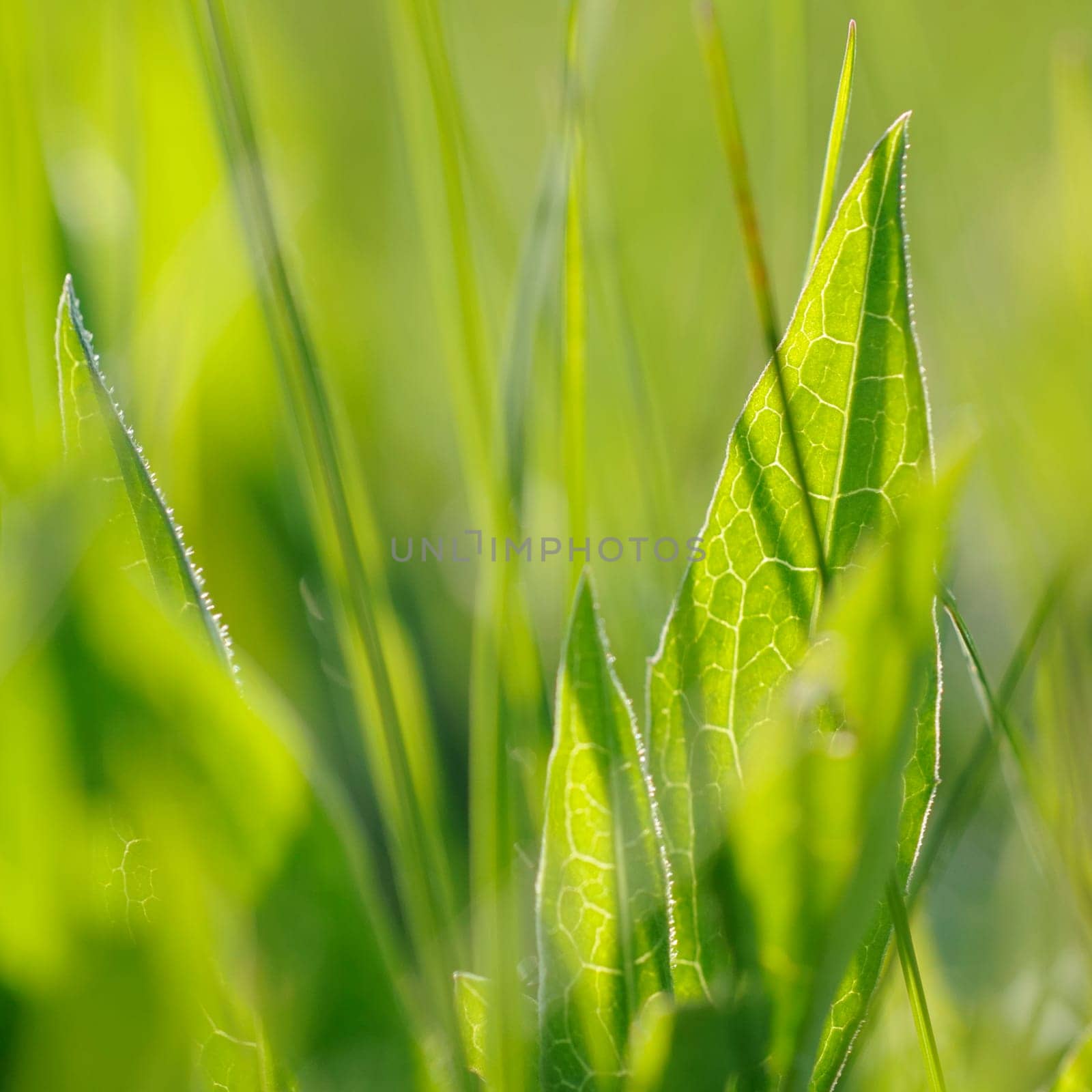 spring grass