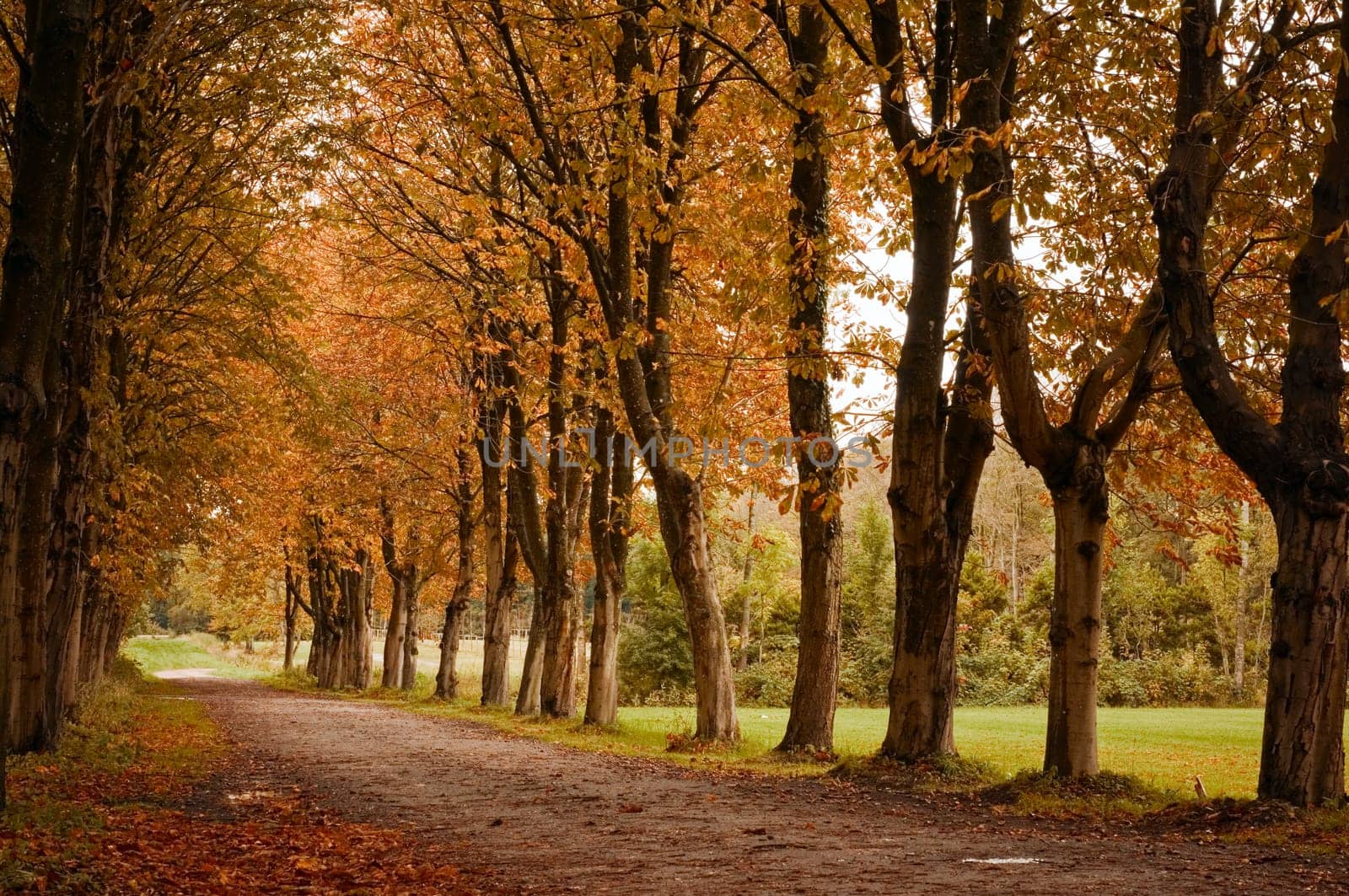tree-lined forest path in autumnal mood