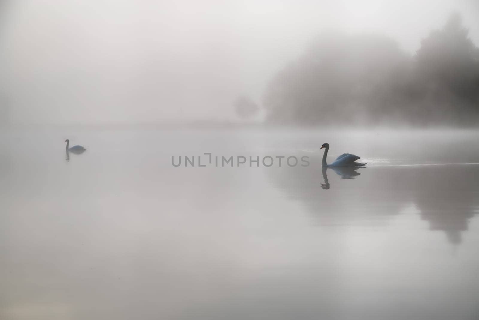 swans in the morning fog