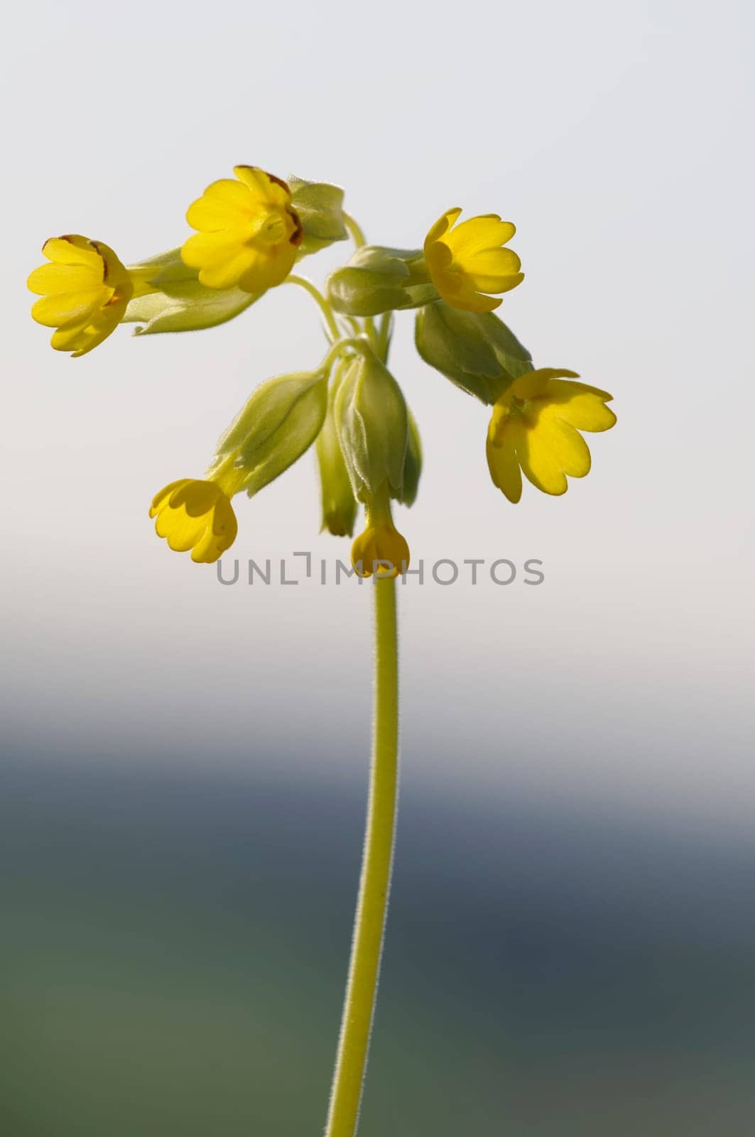 butterflower