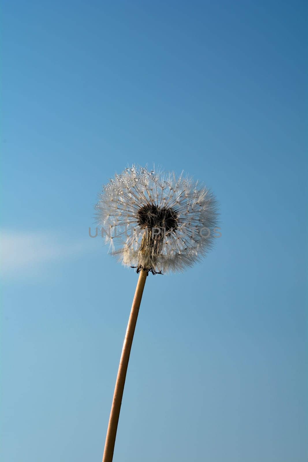 Dandelion and blue sky