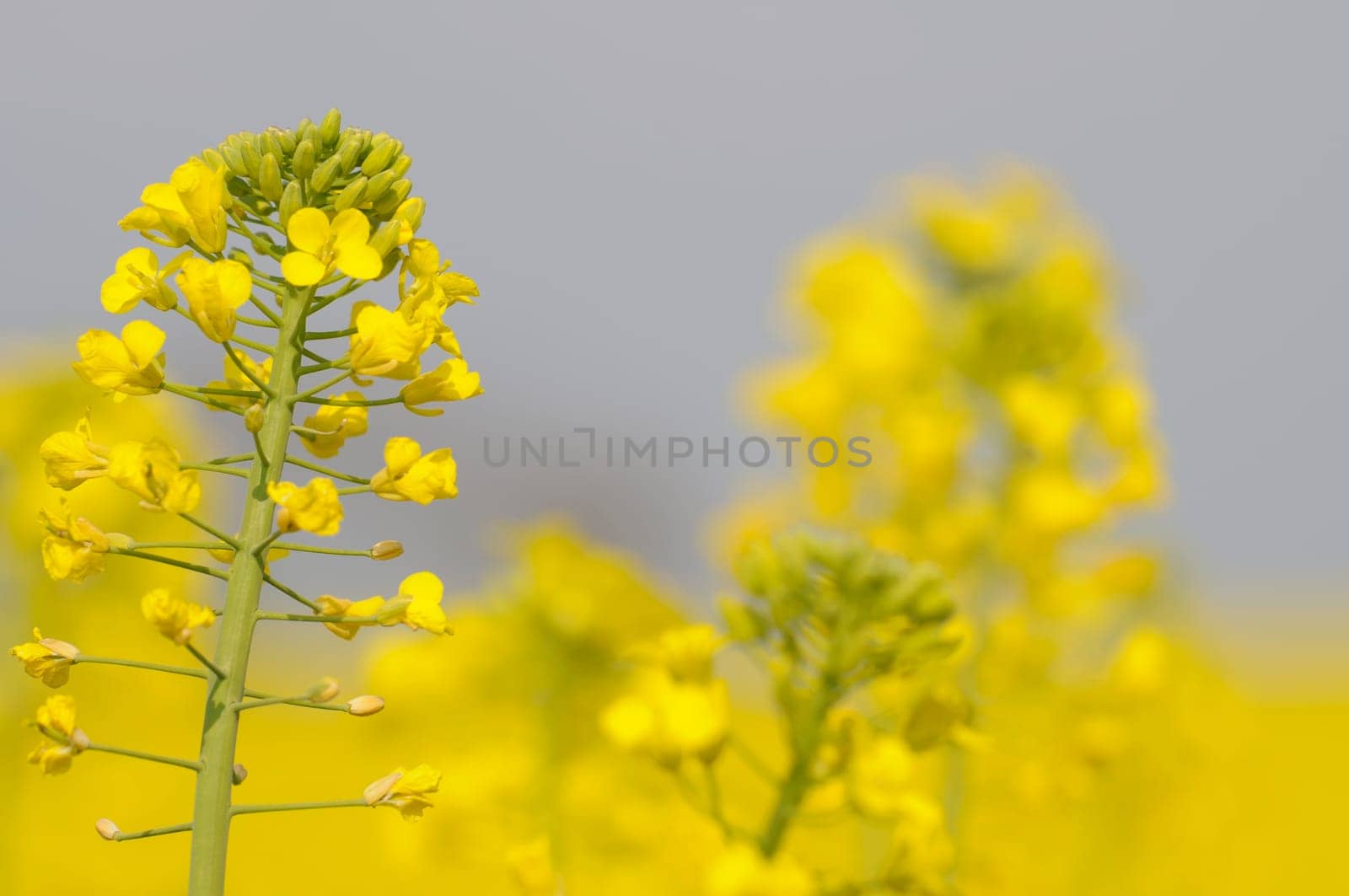 rapeseed