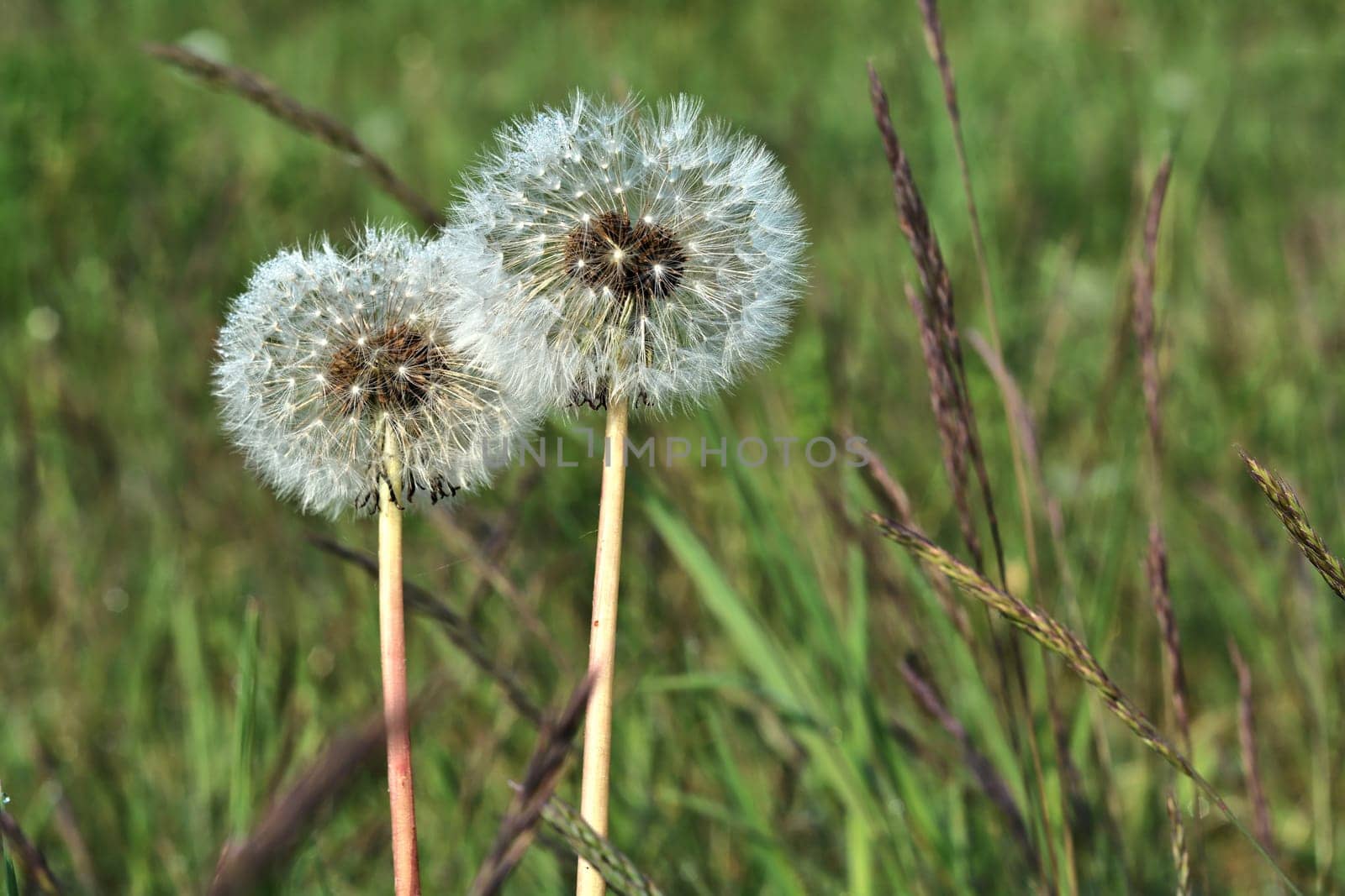 Dandelion on a meadow in spring