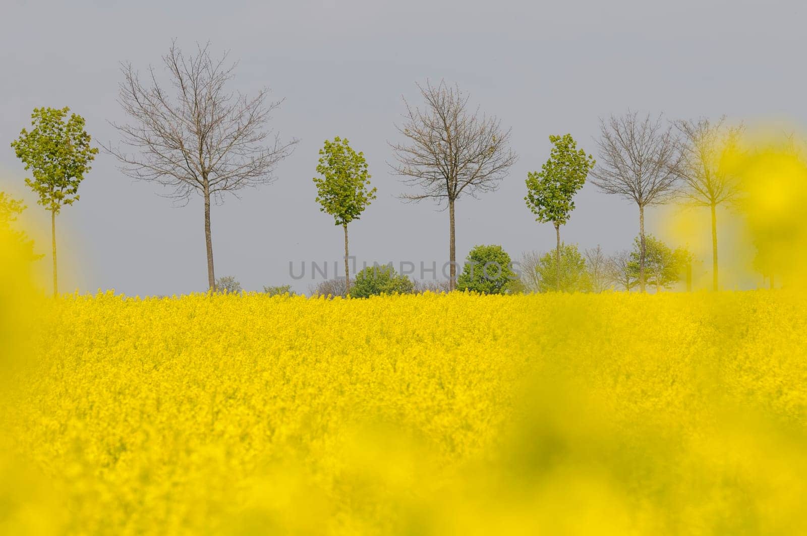 rapeseed