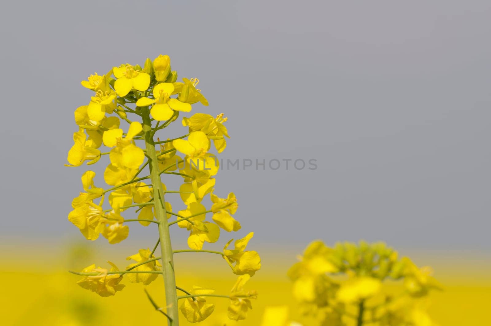 rapeseed