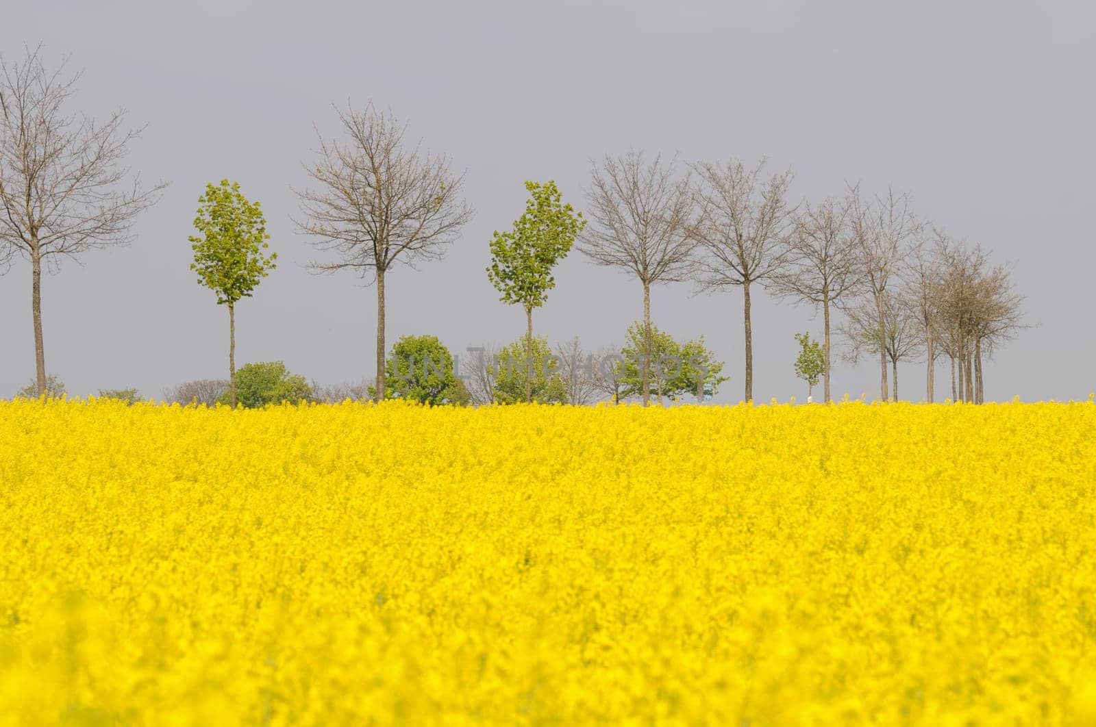 rapeseed