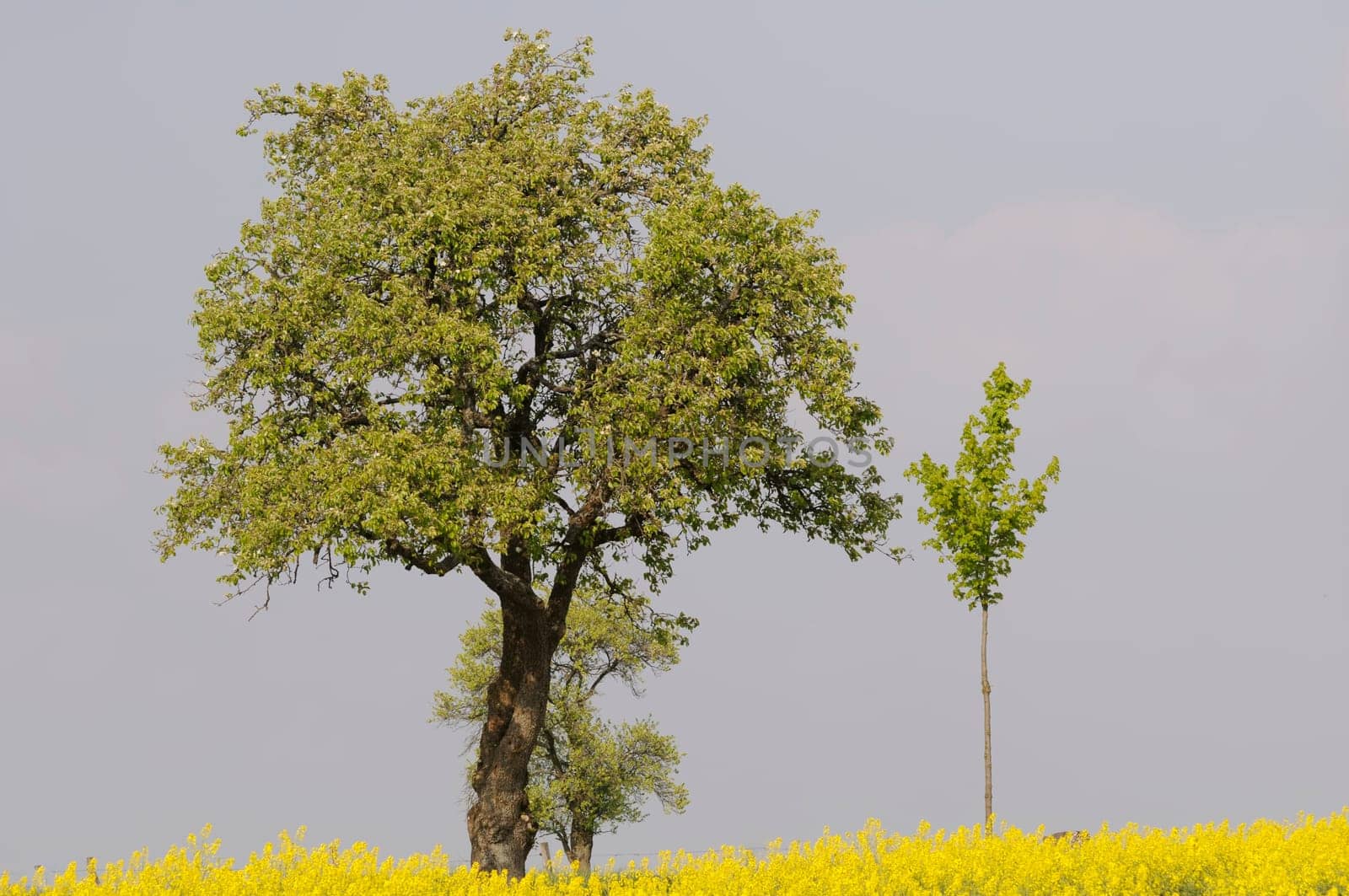 rapeseed