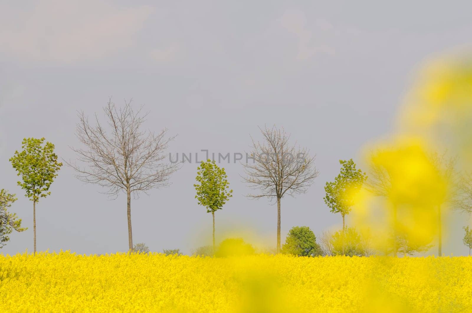 rapeseed
