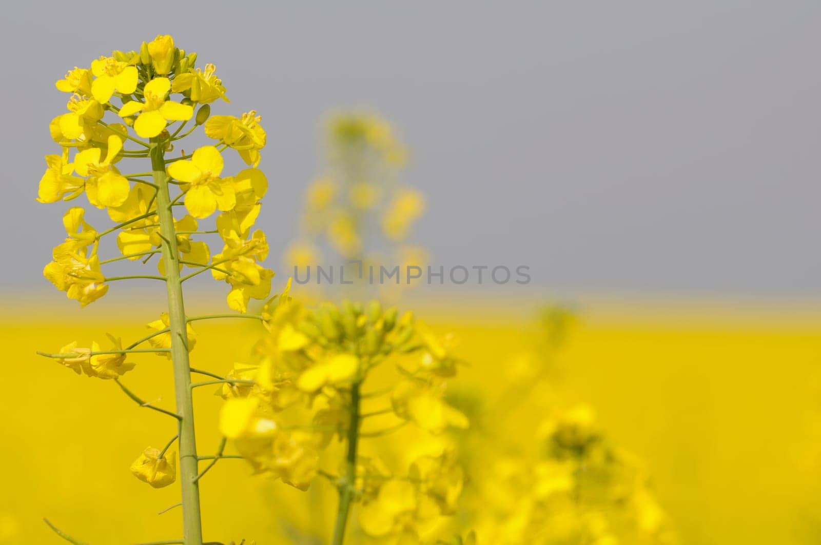 rapeseed