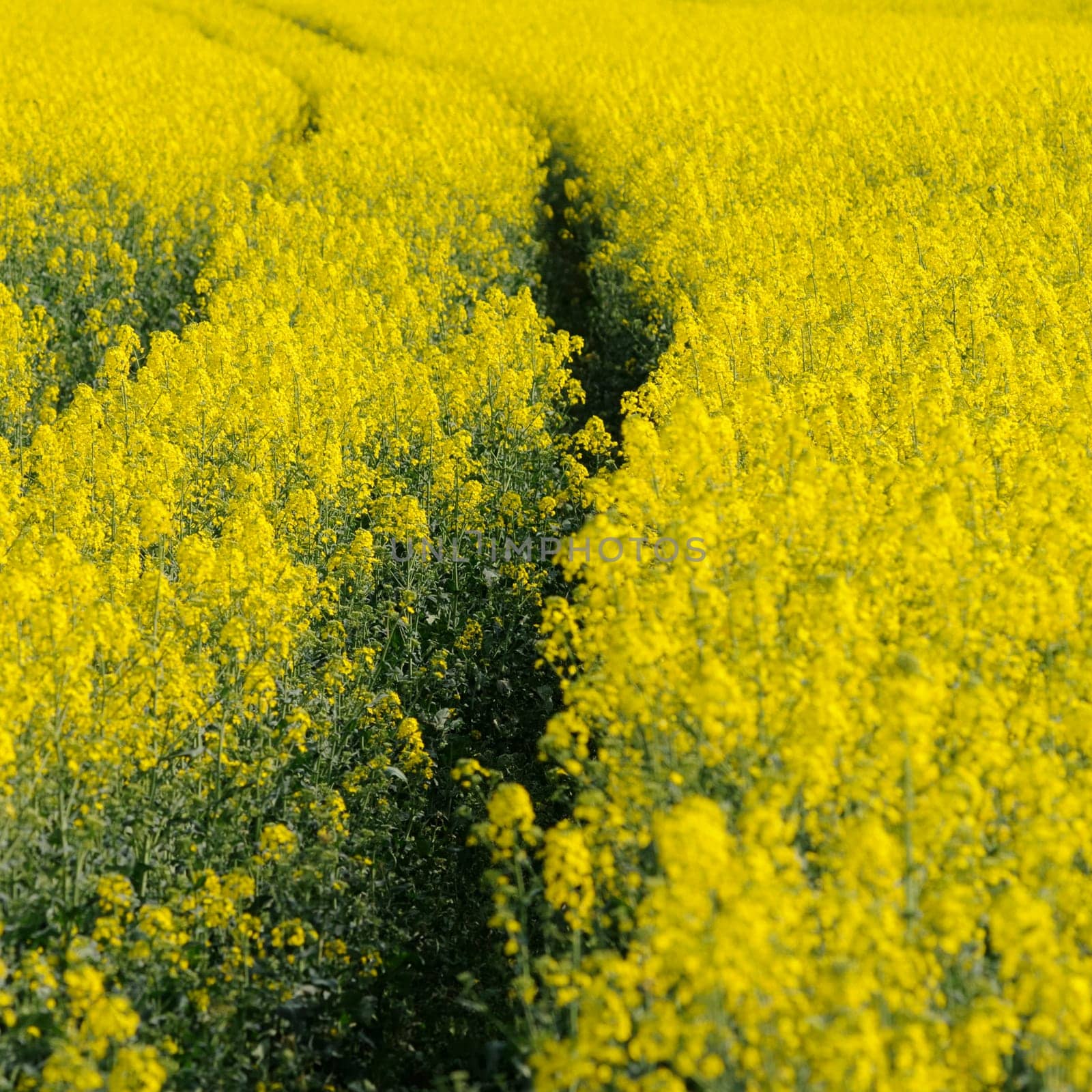 rapeseed