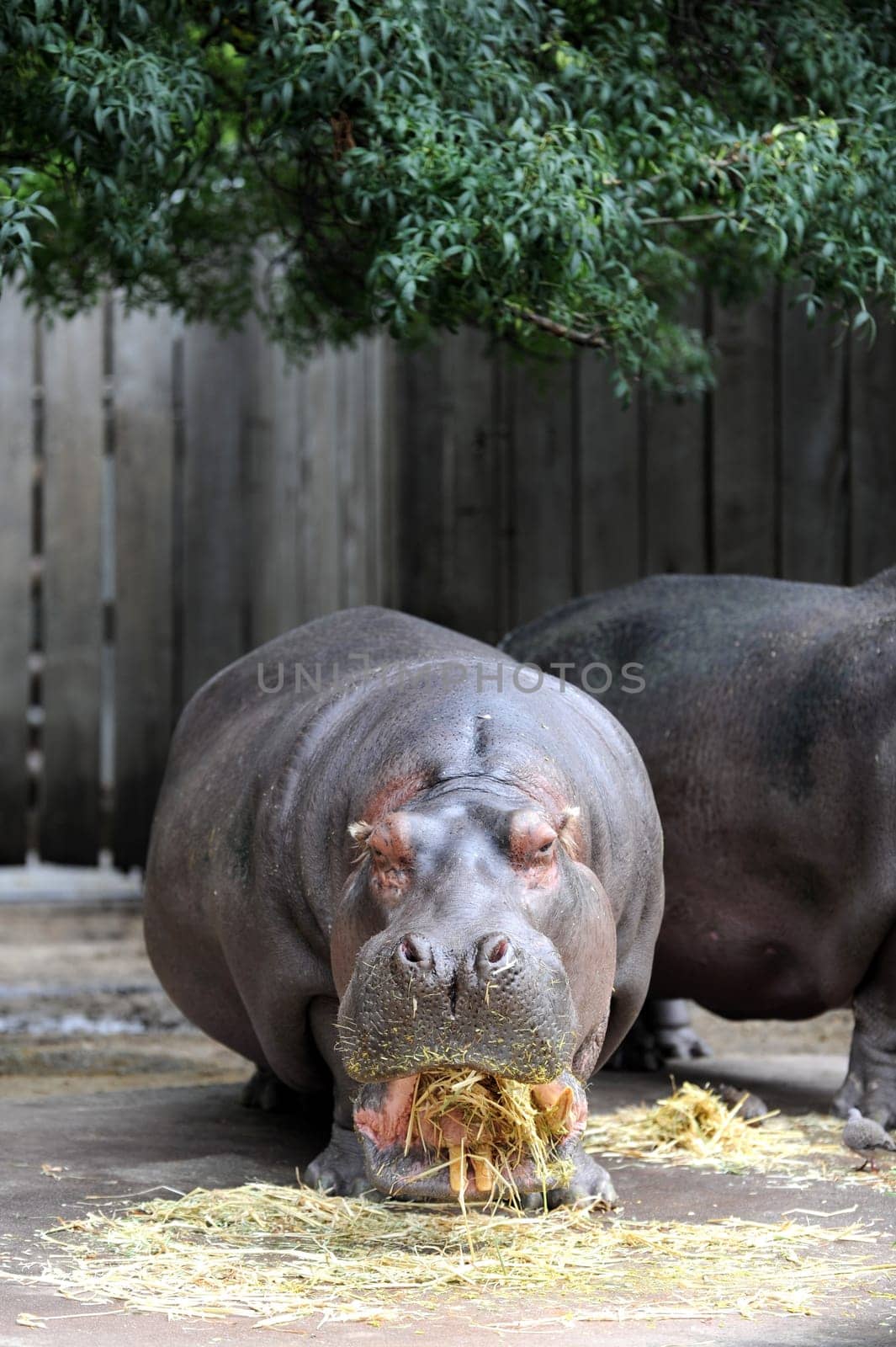 A close up shot of a hippopotamus
