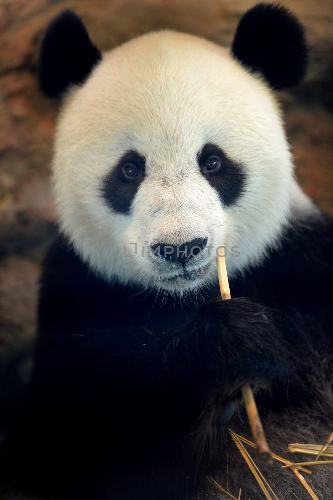 A close up shot of a giant panda
