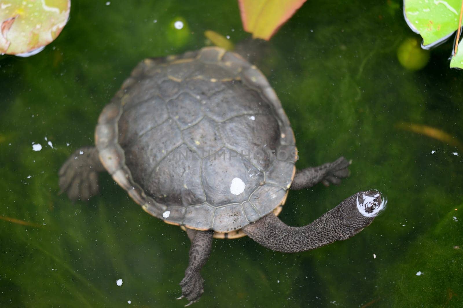A close up shot of an Australian Murray River Turtle or Short Neck Turtle